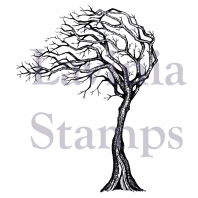 Lavinia - Seasonal Tree  